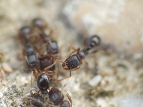 Réf. 275 710 : Tetramorium sp.